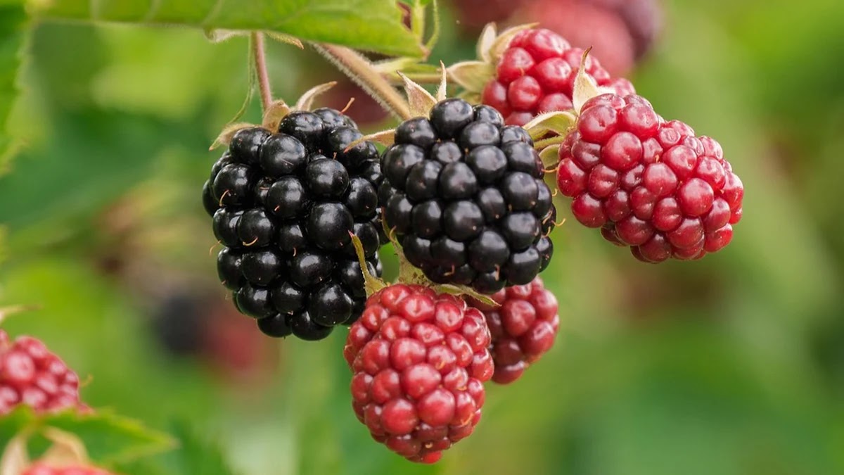 가족 건강을 위한 필수 영양제 종류와 올바른 섭취법