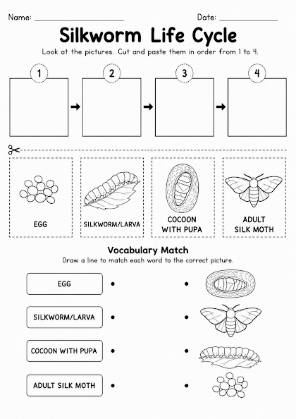 Silkworm Life Cycle Worksheet