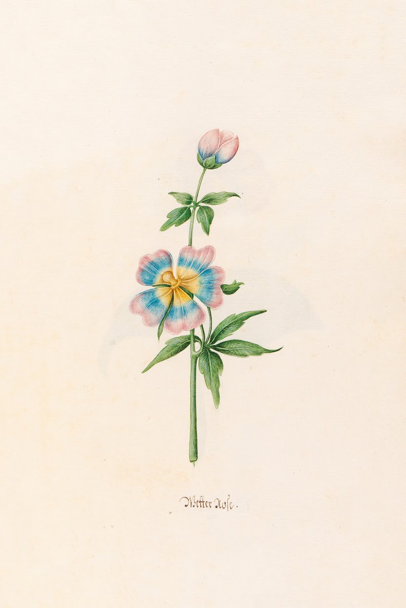 Wetter rose 1692
