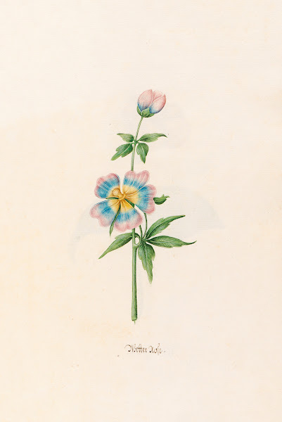 Wetter rose 1692