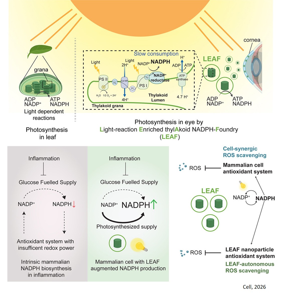 Transplanting light-dependent reactions for mammalian eye photosynthesis