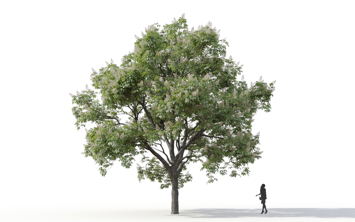 Maxtree - Plant Models Vol.11