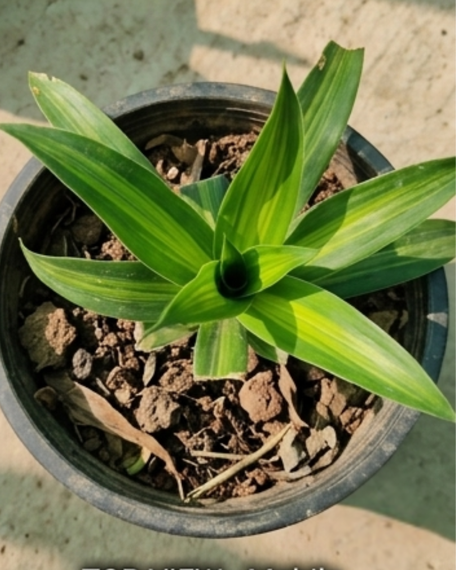 Dracaena Green Indoor Plant — view 5
