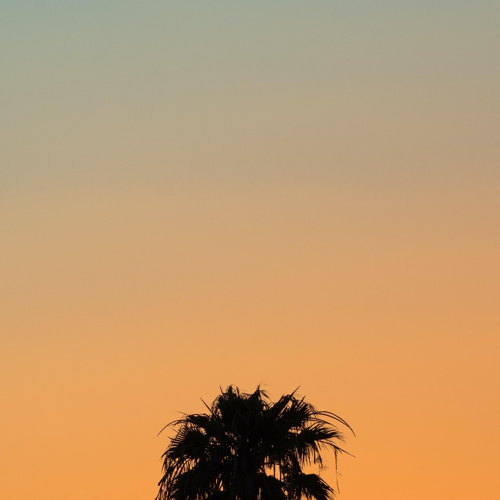 Download Lonely Palm Tree At Sunset 4K iPhone