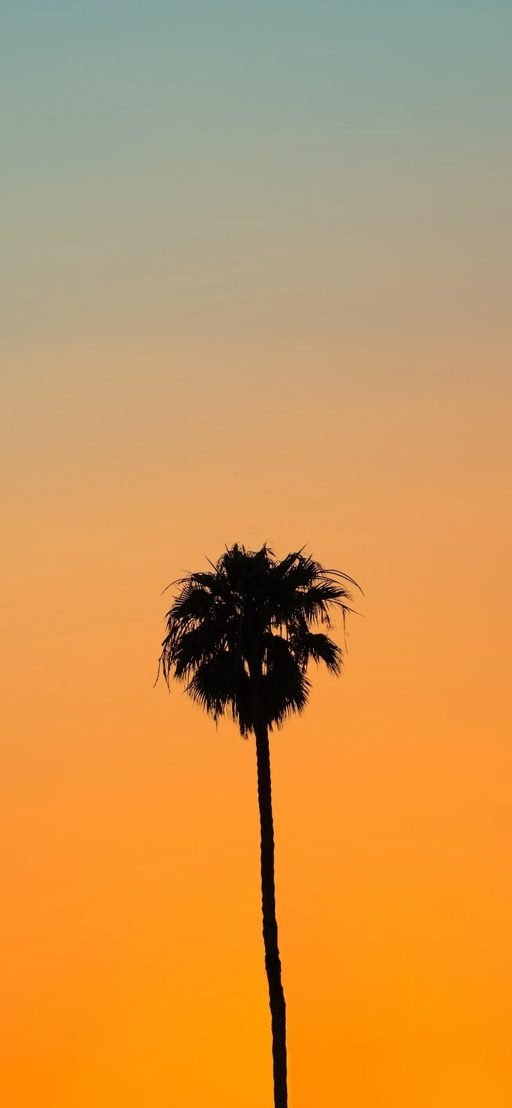 Lonely Palm Tree At Sunset - Minimalist Photography 4K iPhone Wallpaper (2769x5999)