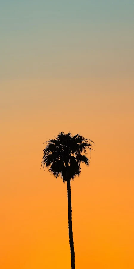 Lonely Palm Tree At Sunset 4K iPhone Phone Wallpaper
