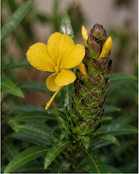 Barleria Lupulina Medicinal Plant