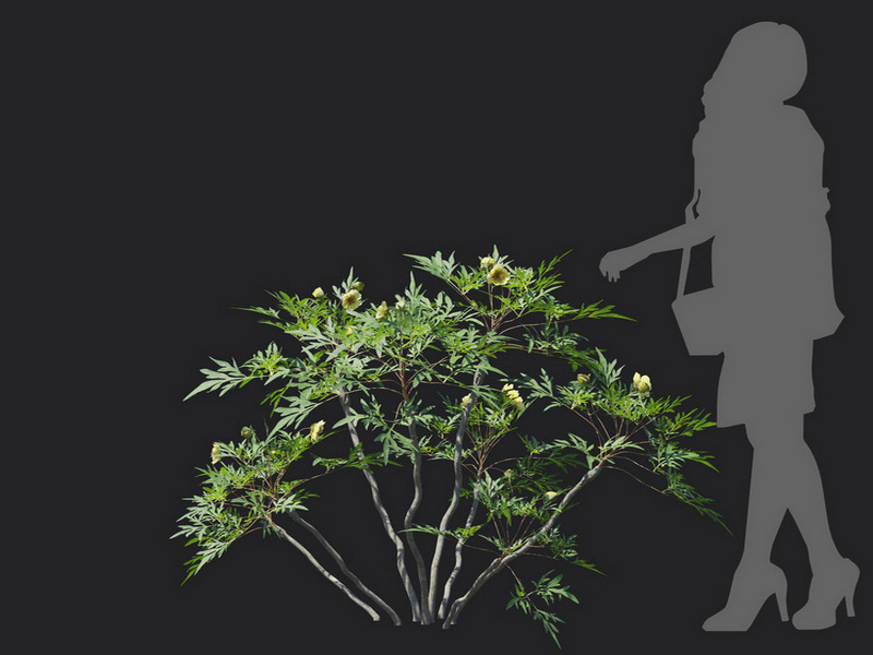 Maxtree - Plant Models Vol.129