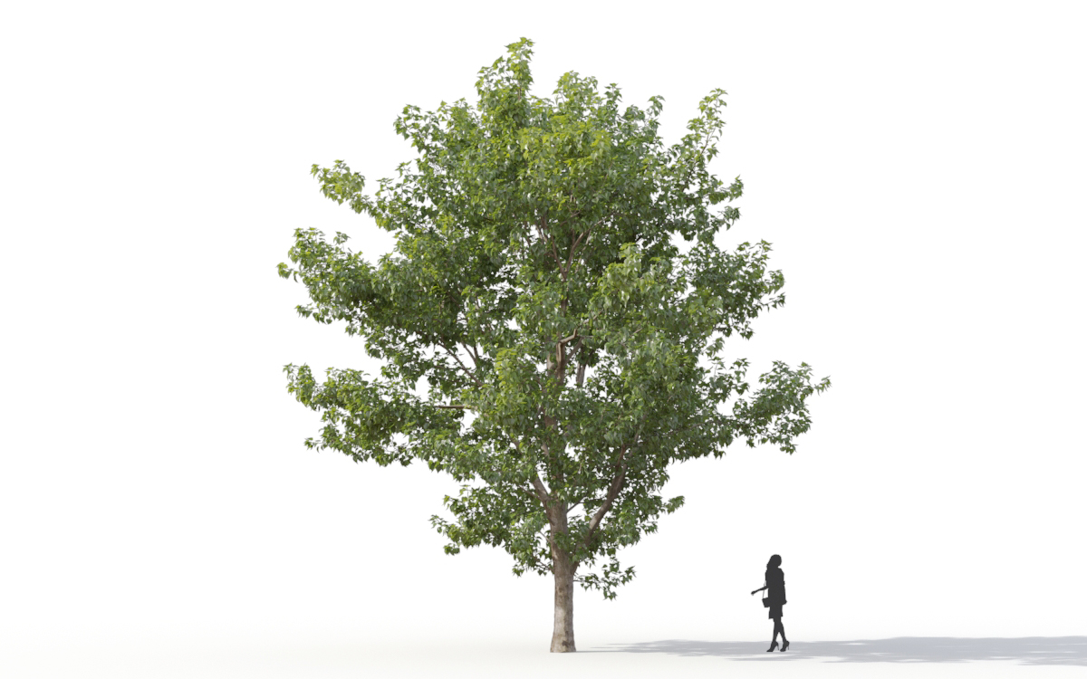 Maxtree - Plant Models Vol.11