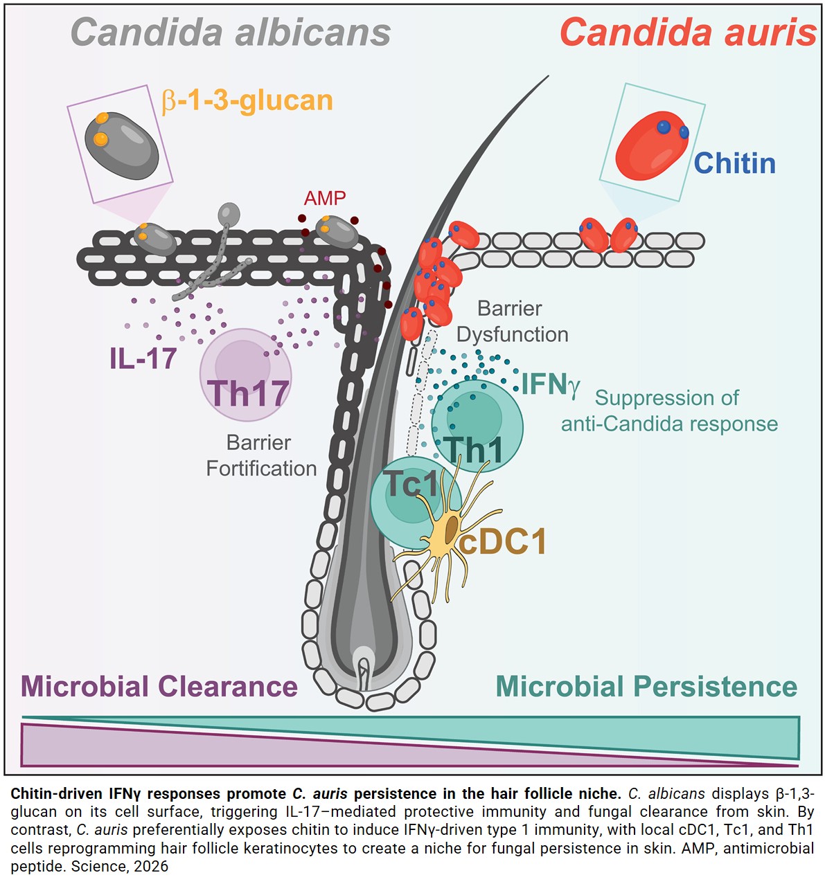 A skin fungus hides in hair follicles!