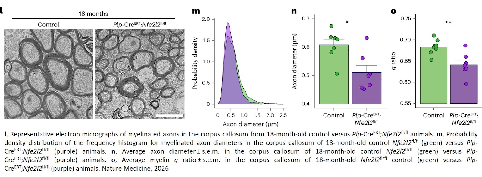 Oligodendrocyte dysfunction in human age-related cognitive decline
