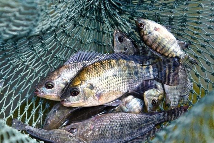 Cá rô phi Việt xuất khẩu tăng 174%, Brazil và Mỹ chiếm hơn 70% - Báo Tri thức &amp; Cuộc sống