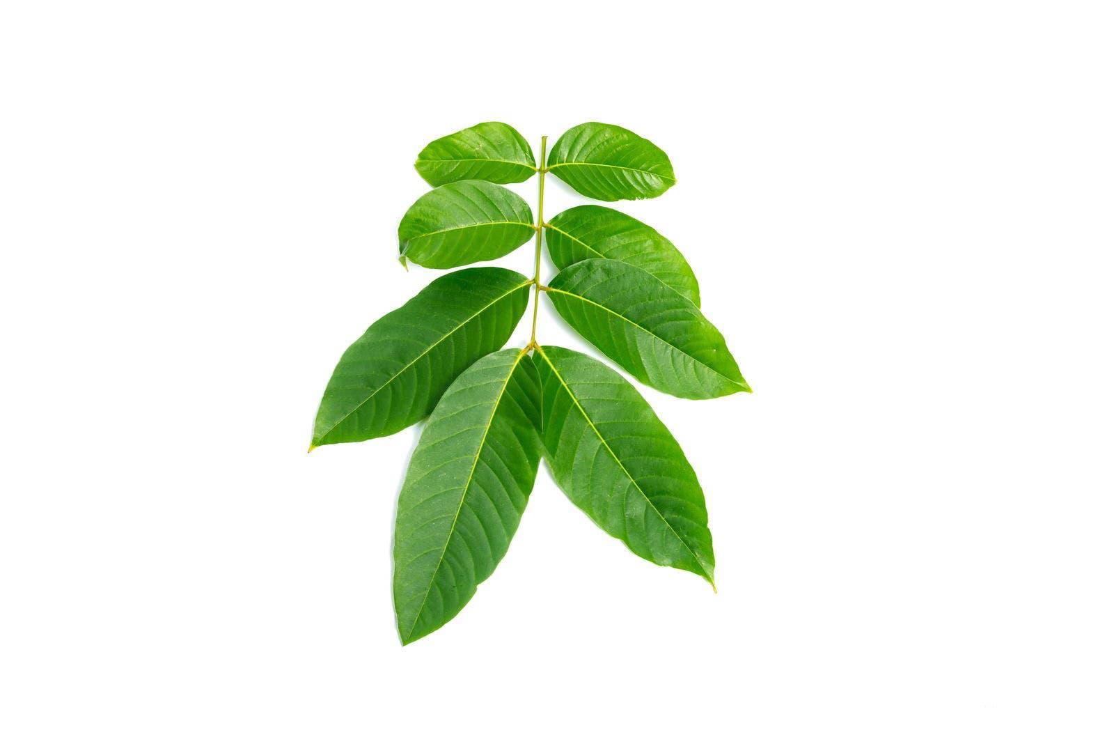 巴拿巴葉植物原料