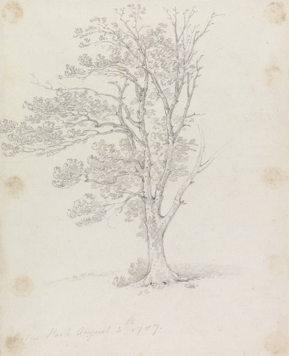 Tree at Easton Park 1787