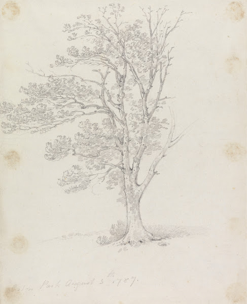 Tree at Easton Park 1787