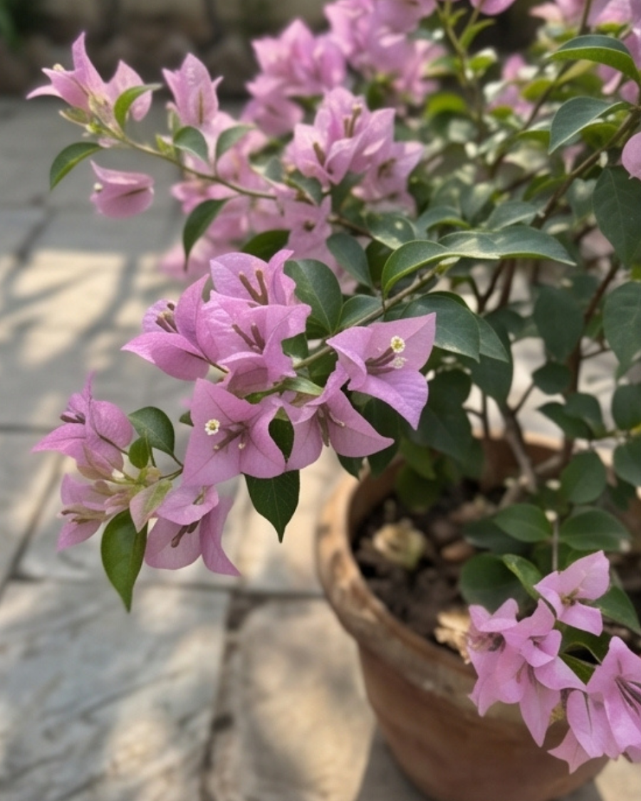 Imported Mini Formosa Bougainvillea Plant — view 6