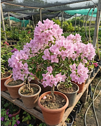 Imported International Pink Bougainvillea Plant