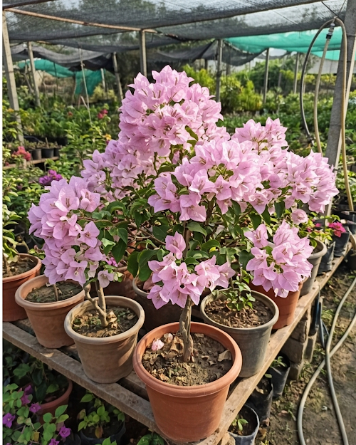 Imported International Pink Bougainvillea Plant