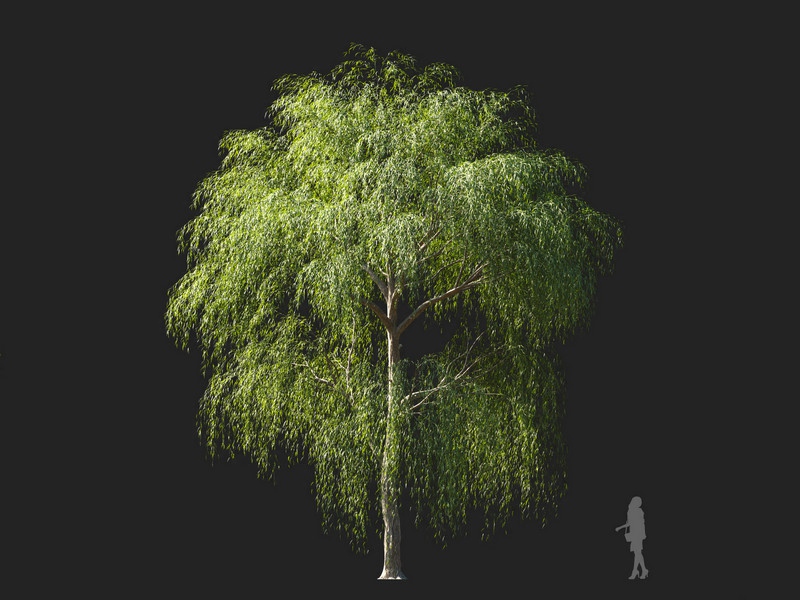 Maxtree - Plant Models Vol.114