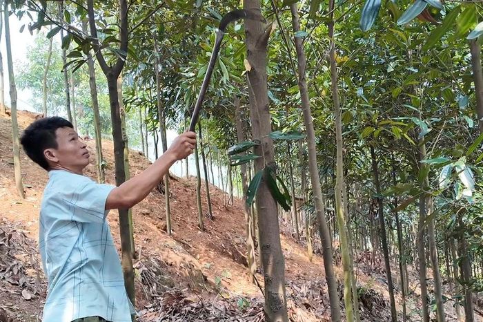 Mô hình kinh tế mở hướng thoát nghèo ở Hợp Thành - Báo Lào Cai