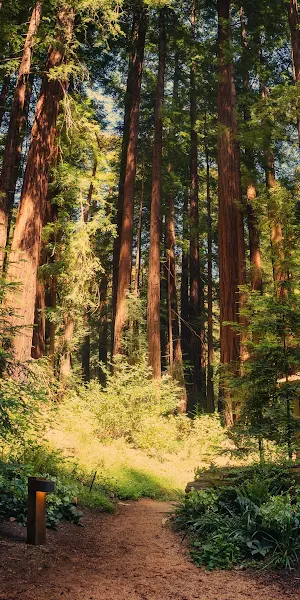 Redwood Forest, Nature, Hiking Trail, Cabin 4K Wallpaper Background