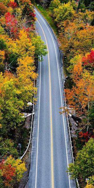 Autumn Foliage, Scenic Drive, Fall Colors, Forest Landscape 5K Wallpaper Background