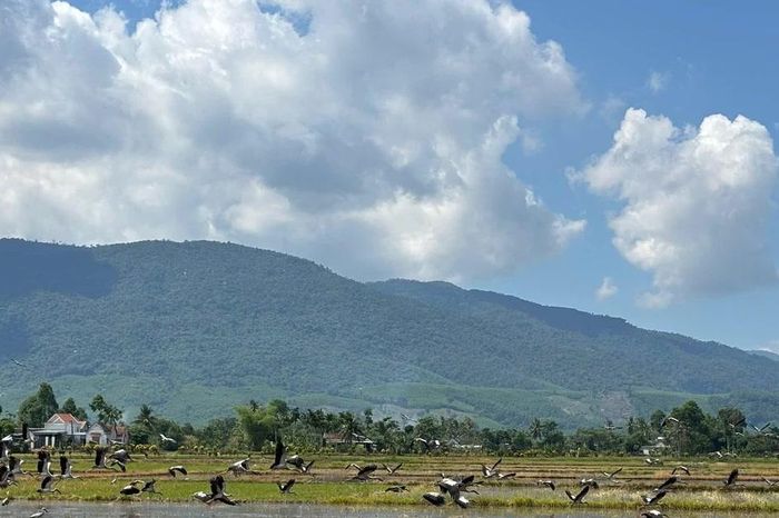 Khoảnh khắc đàn cò Nhạn quý hiếm xuất hiện trên đồng lúa Đắk Lắk - Báo Tiền Phong