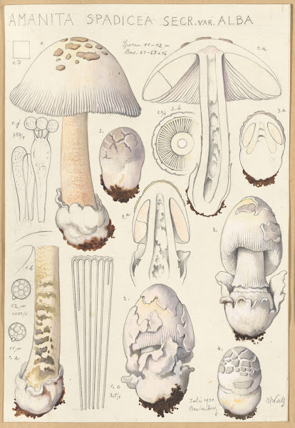 Amanita spadicea Secr ver Alba 1915 1945