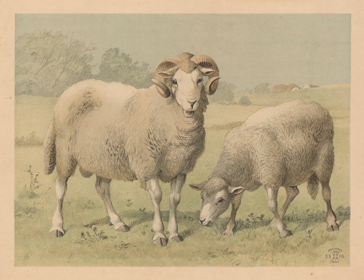 Får 1892
