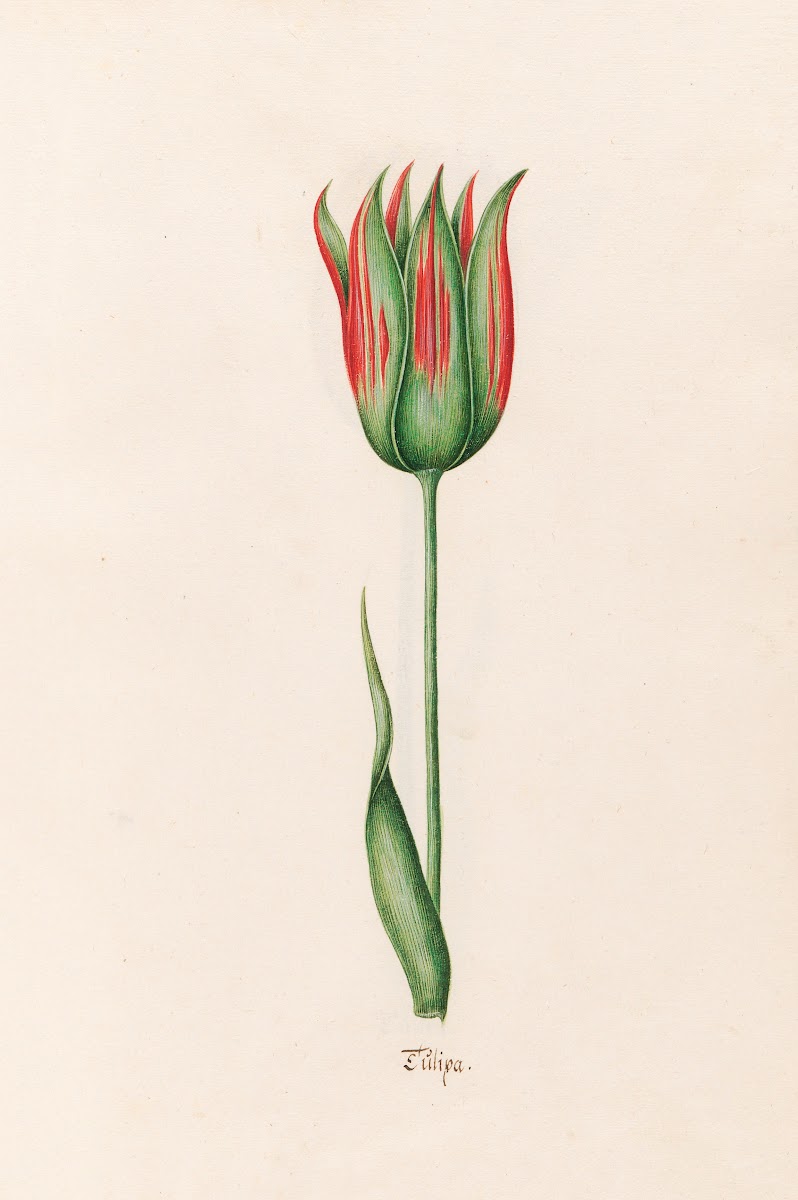 Tülipa 1692