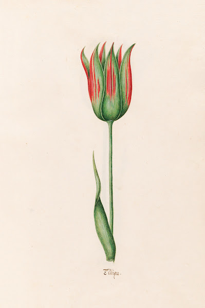 Tülipa 1692
