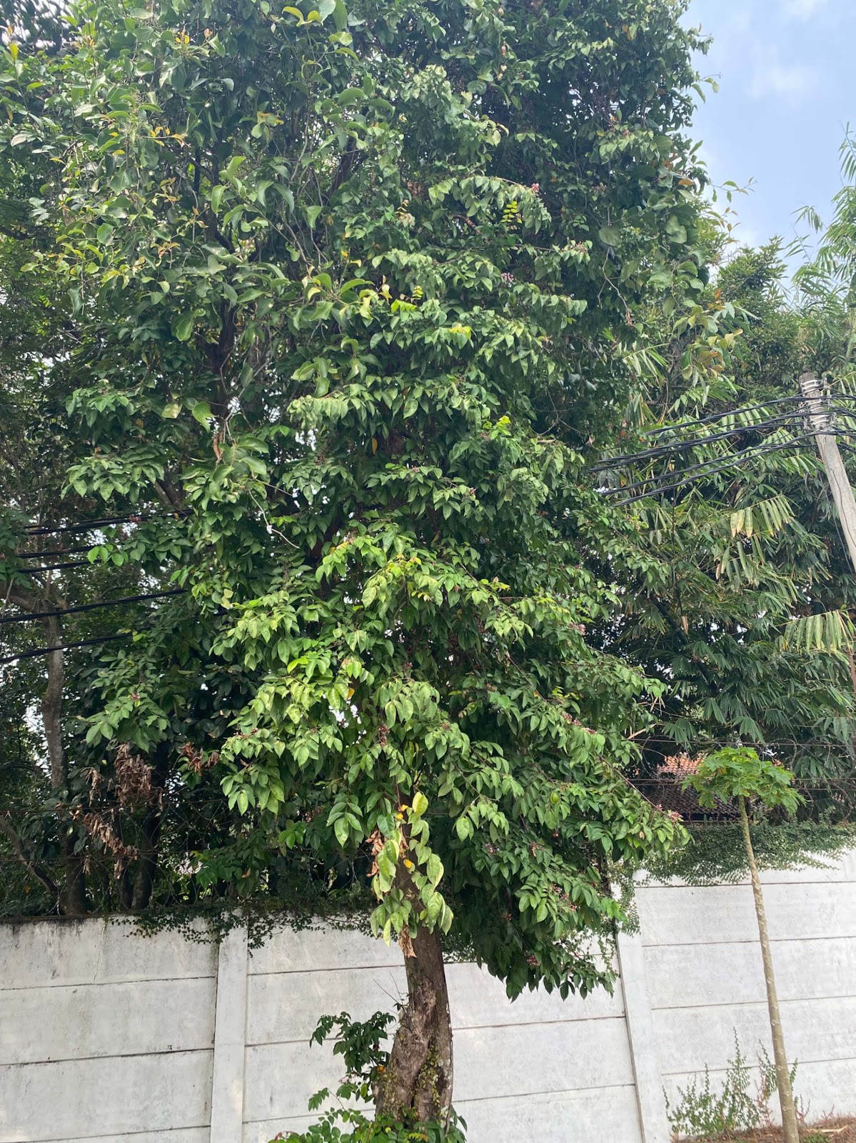 image of Bilimbi Tree