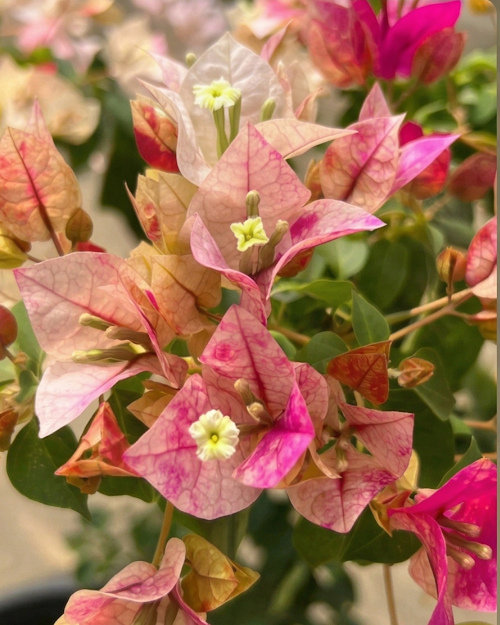 Imported Golden Rao Bougainvillea Plant
