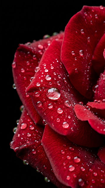 Macro of Red Gerbera Daisy Petals with Clear Water Droplets - Free mobile Wallpaper