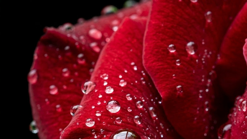 Macro of Red Gerbera Daisy Petals with Clear Water Droplets