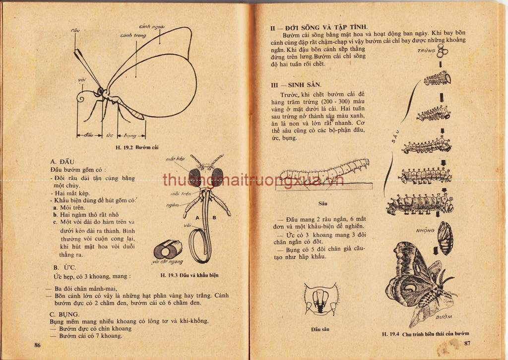 Báo : Hoa học trò (số 83 - 1995) - Trang 41