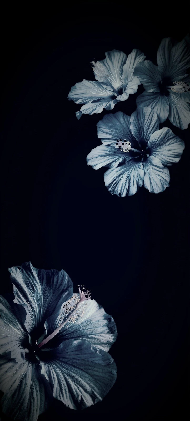 Monochrome Blue Hibiscus Flowers - Abstract Floral Photography 2K iPhone Wallpaper (1472x3264)