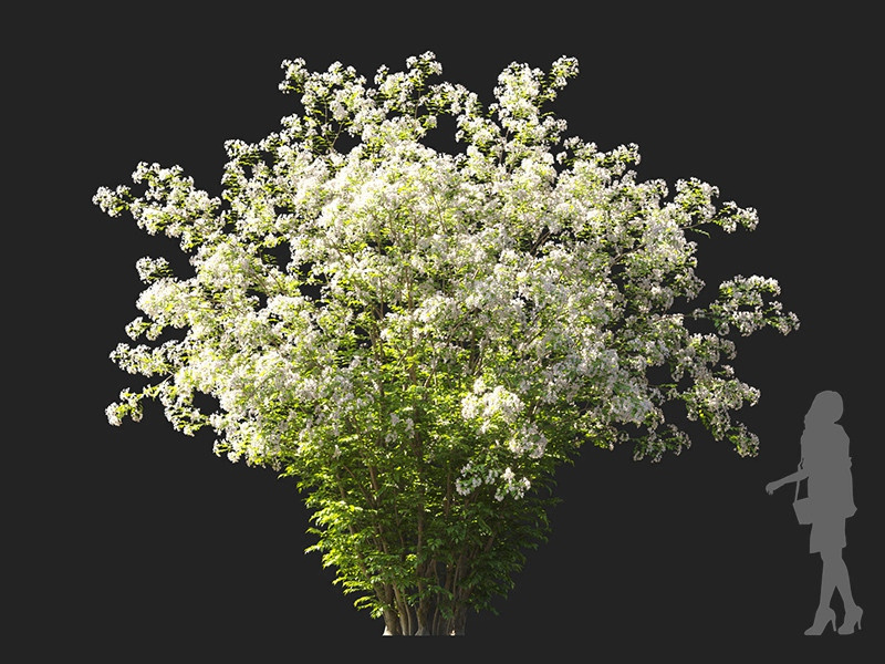 Maxtree - Plant Models Vol.122