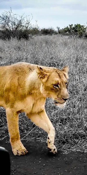 Lioness, Savannah, Predator, Wildlife 4K iPhone Wallpaper Background