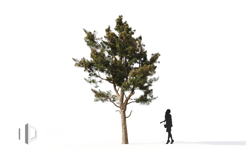 Maxtree - Plant Models Vol.9