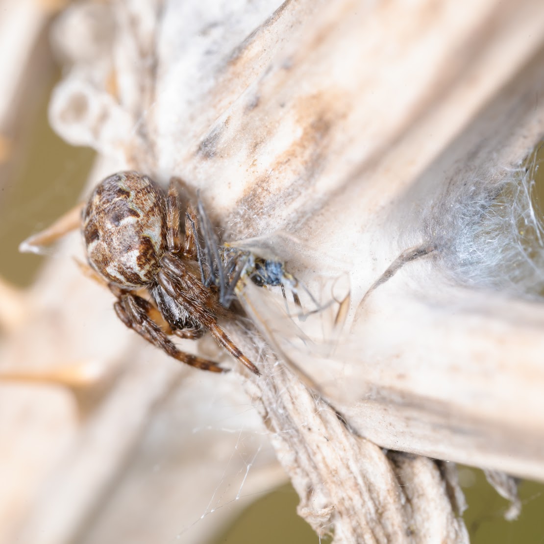 Larinioides cornutus