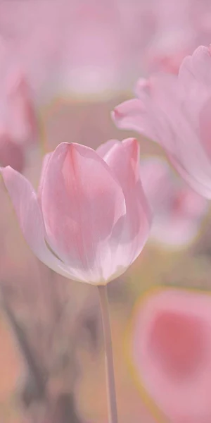 Tulip Flower  iPhone Wallpaper Background