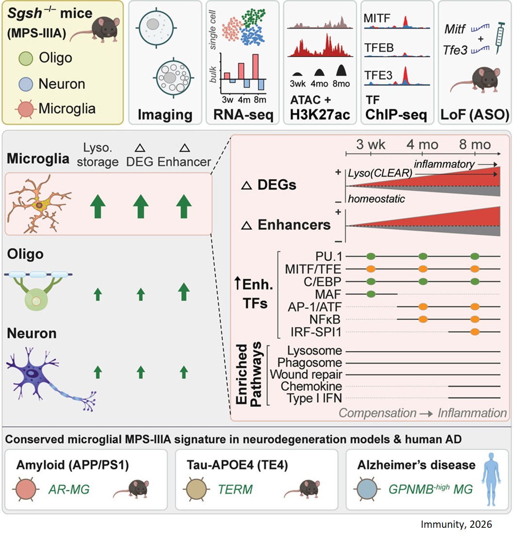 Lysosomal dysfunction drives a transcriptional and epigenetic signature found in disease-associated microglia in neurodegenerative diseases