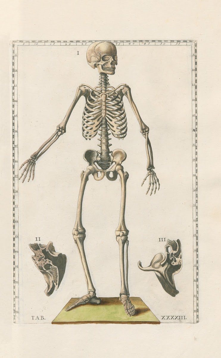 Bartholomaei Eustachii anatomici summi Romanae archetypae tabulae anatomicae nov