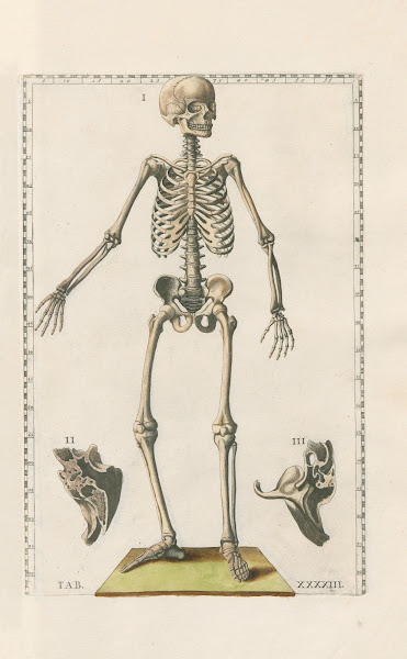 Bartholomaei Eustachii anatomici summi Romanae archetypae tabulae anatomicae nov