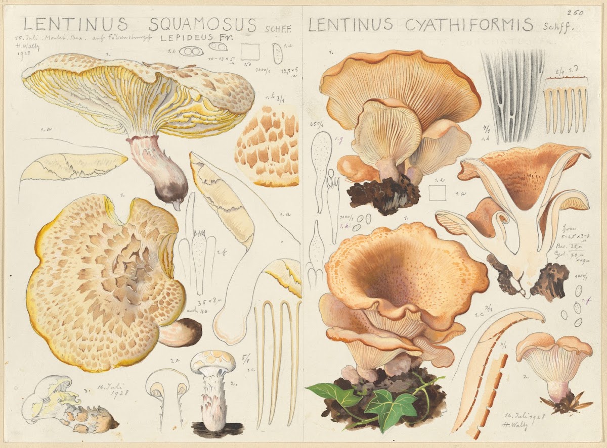 Lentinus squamosus Lentinus cyathiformis 1915 1945