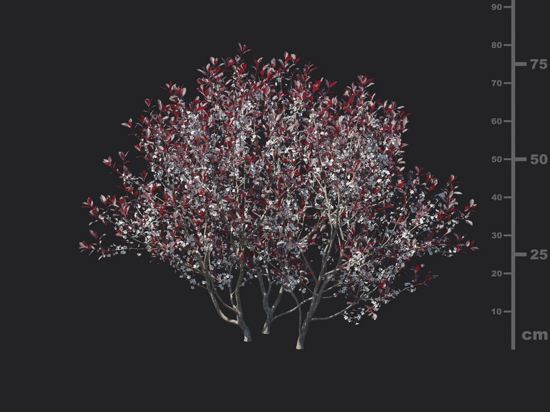 Maxtree - Plant Models Vol.129
