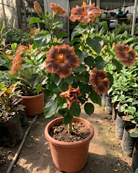 Hibiscus Moorea Timeri Beauty