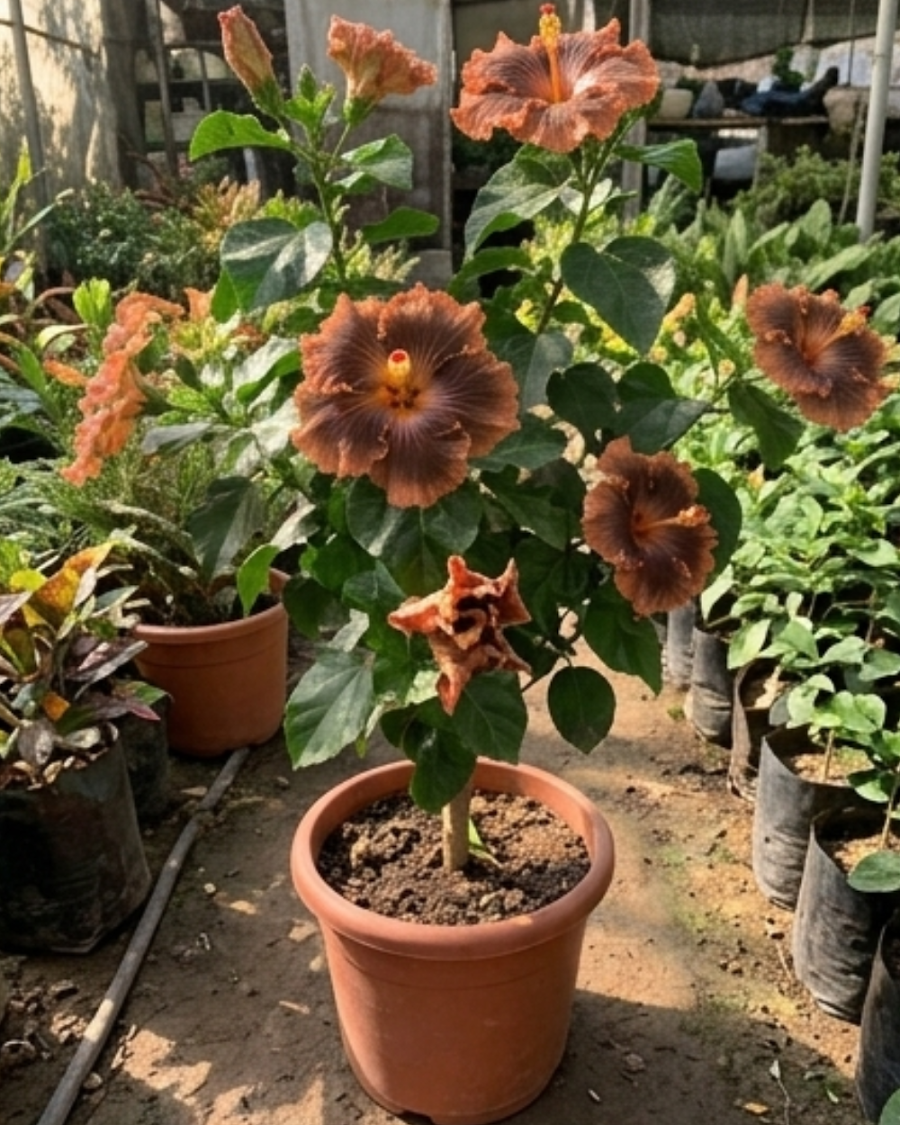 Hibiscus Moorea Timeri Beauty — view 1