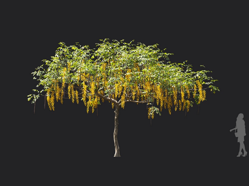 Maxtree - Plant Models Vol.119